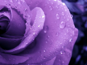 violet-roses