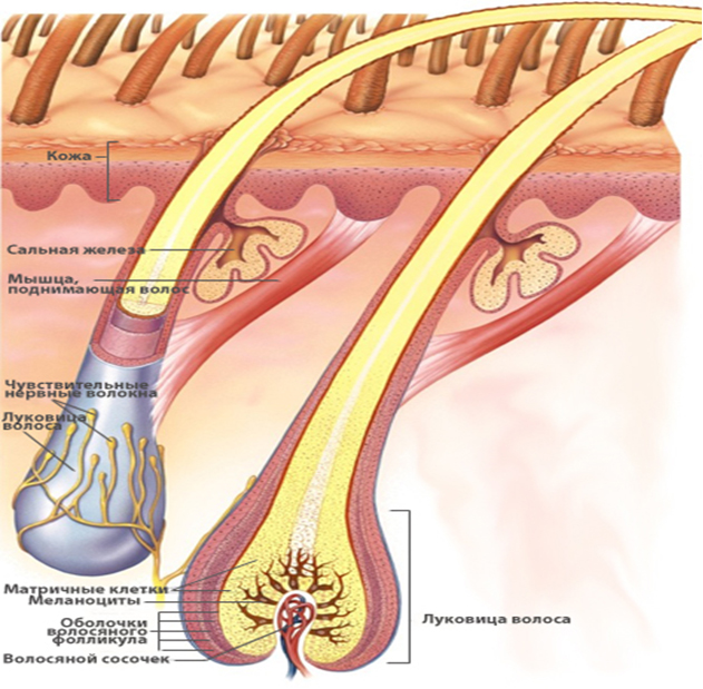 Функции волосяной луковицы
